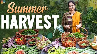 Summer Harvest/ టమాటాలు ఇంక అయిపోయినట్టే.#madgardener #gardening  #harvest #terracegarden