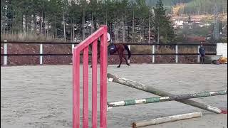 Shapou x Vittorio - 4y old gelding show jumping prospect for sale!