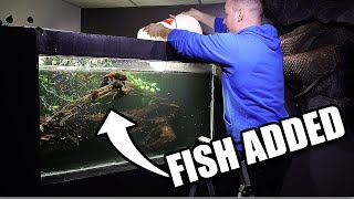 FISH ADDED TO DIY AQUARIUM! 7 Oscar fish!!!