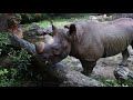 ライくんのモグモグ　2017 10 21　天王寺動物園　クロサイ