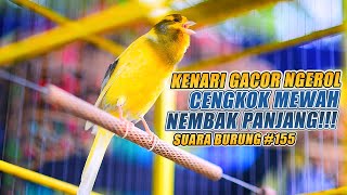 SUARA BURUNG |155| Kenari GACOR PANJANG INI Cocok untuk Masteran KENARI PAUD dan Kenari Macet BUNYI