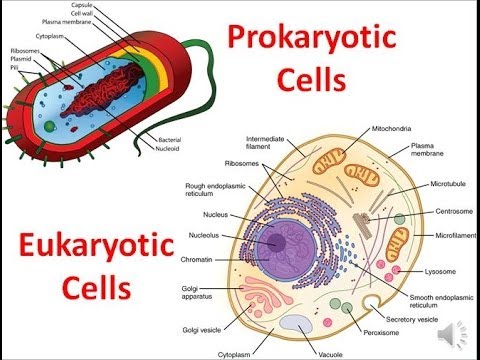 Gallery For > Eukaryotic And Prokaryotic Cells