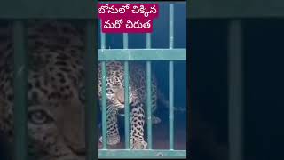 తిరుమలలో బోనులో చిక్కిన మరో చిరుత #andhrapradesh #cheetah #janasena