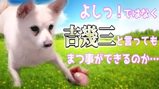 【柴犬チワワ】「吉幾三」でマテができるのか⁉️