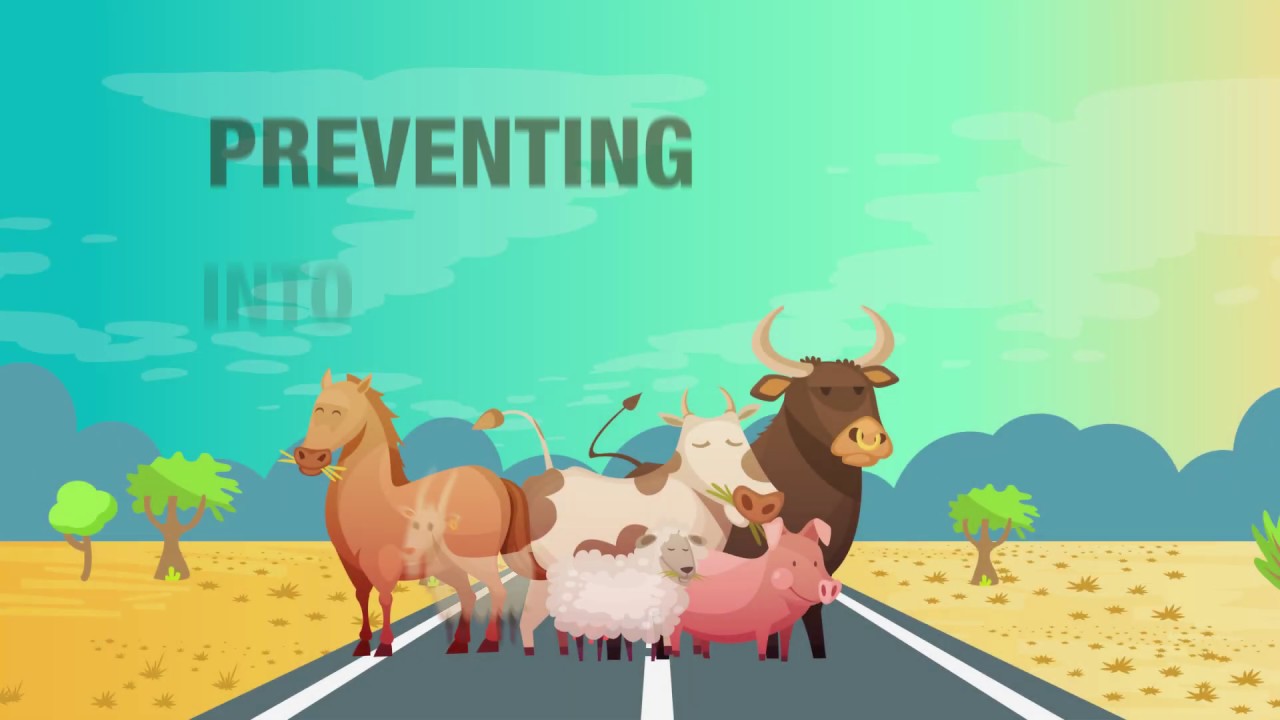 Preventing Crashes Into Animals And Wildlife - YouTube