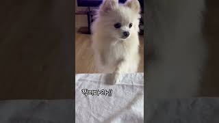 찍지마라~!! #귀여운강아지 #댕댕이 #puppy