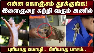 இளைஞரை சுற்றி வரும் அணில்; புரியாத மொழி.. பிரியாத பாசம்..  | Squirrel | Tamil News | Viral News