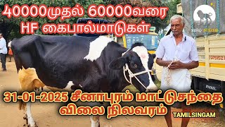 சீனாபுரம் மாட்டுச்சந்தையில் 40 ஆயிரம் முதல் 60,000 வரை பெரிய பெரிய HFகை கறவை கைபால் மாடுகள் விற்பனை