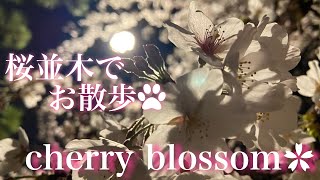 【SAKURA🌸】夜桜の桜並木でお散歩🐾【cherry blossom🌸】Take a walk in the row of cherry trees🌸🍃