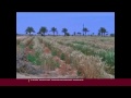 egypt wheat farming