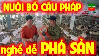 TRONG CHÁN NGOÀI THÈM | ANH NÔNG DÂN BẮC GIANG QUYẾT TÂM BÁM TRỤ VỚI NGHỀ NUÔI CHIM BỒ CÂU PHÁP