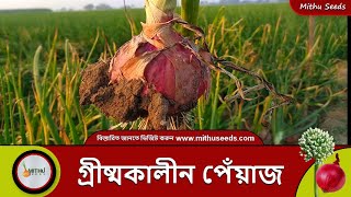 বারি ৫ বা গ্রীষ্মকালীন মাস্টার হাইব্রিড নাসিক পেঁয়াজ । nasik onion seeds l mithu seeds pvt ltd