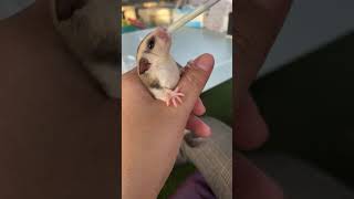 ชูก้าไกรเดอร์กินนม น้องบรูโน่ : Bruno.. How to Feed  baby sugar glider 2 month