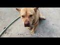 虎斑犬争狗王失败后，见到大黄就默默走开，没成想大黄拦着不让走