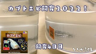 【カブトエビ飼育2022】飼育04日目。