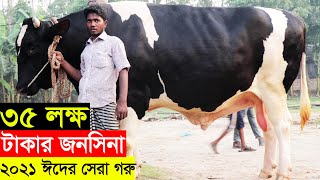 2021কুরবানী ঈদে প্রান্তিক কৃষকের সবচেয়ে বড় গরু জনসিনা দাম ৩৫ লক্ষ টাকা  big cow johncena price 2021