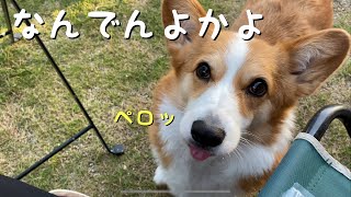 思ってたのと違ったけど気にしないコーギー犬