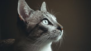 Why CATS are fascinating