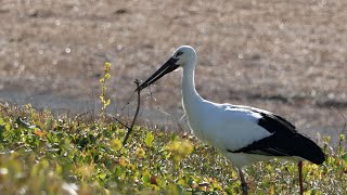 コウノトリ(ひかる君)が堤防にやってくる