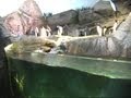 Synchronized swimming penguins at Saint Louis Zoo