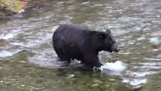 baluk || Bear  Awesome video of a very beautiful scene #shorts #short #video #viral #ytshorts_