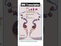 why dna transcription