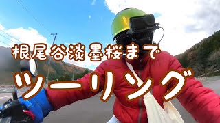 【岐阜女子ライダー】淡墨桜までツーリングに