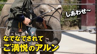 飼育員さんのスキンシップにご満悦の仔象アルン♪（2022/3/23～27）