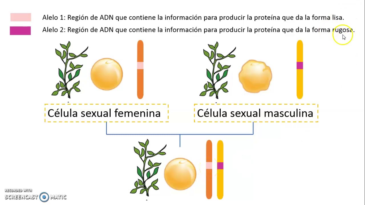 Dominancia Completa, Incompleta Y Codominancia - YouTube