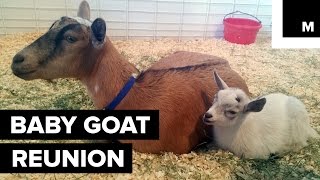 Baby Goat Joyously Reunites With His Mother After Vanishing From Fair