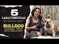 5 characteristics of an English Bulldog that you should know