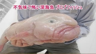 【閲覧注意】気味の悪い海の生き物８選