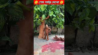 হটাৎ রাক্ষস সাপ চলে এলো,এখন কি হবে।😱#shorts