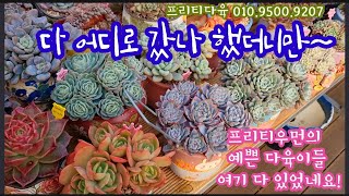 프리티우먼의 다육이 구경해요! 다 어디로 갔나했더니, 이런 보물창고가 있었네요 ~~ 11테이블 쓰는 프리티우먼의 스케일 ~~