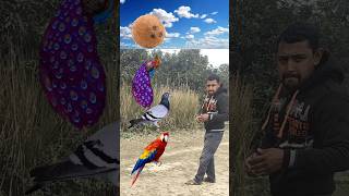 Rounding coconut to Duck, Peacock, Pigeon\u0026 Parrot - Birds names magic video #shorts