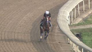 Gulfstream Park: Mystik Dan works ahead of 2025 Pegasus World Cup