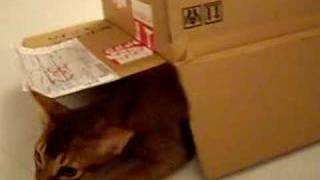 歩くダンボール箱 cardboard box walking by cat-power