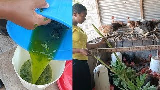 How to deworm  Chicken using Papaya leaves #poultryfarming #villagelife