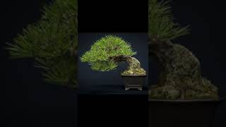 #Shorts  mini bonsai 일본 미니 분재 작업 영상