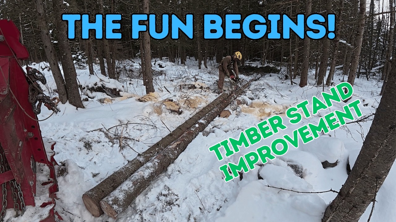 Homeowner Silviculture Part 2 Youtube