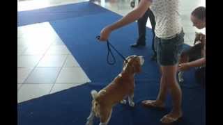 CACIB Constanta, Romania - day 4 - 15.07.2012 - Beagle ring - Best of Breed