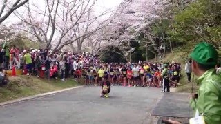 掛川 新茶　マラソン　２０１６年 　３・５キロ　 安田　大サーカス