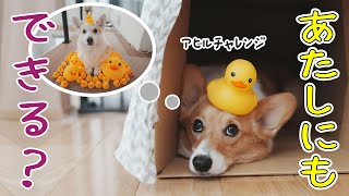 「待て」が出来ない愛犬が、記念撮影にチャレンジした結果...