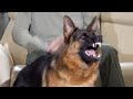 True Home Companion & Protector! | Kraftwerk K9 German Shepherds