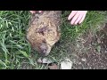 first tactacam woodchuck hunt awesome scope cam footage