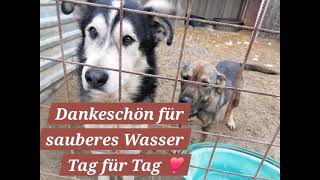 Mentor4Dogs - Brunnensanierung 2024 Tierheim Haselnuss