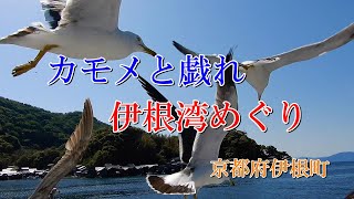 カモメと戯れ　伊根湾めぐり