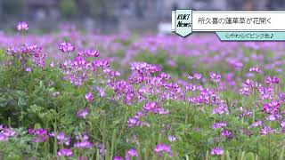 所久喜地域の蓮華草が花開く