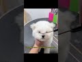 The Bichon Frise Transformation Project