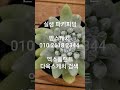 실생 파키피덤 분지중 다육식물 다육이 실생 파키피덤 감사합니다 용인시 처인구 남사읍 어진로 226 22